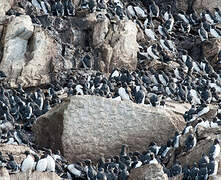 Common Murre