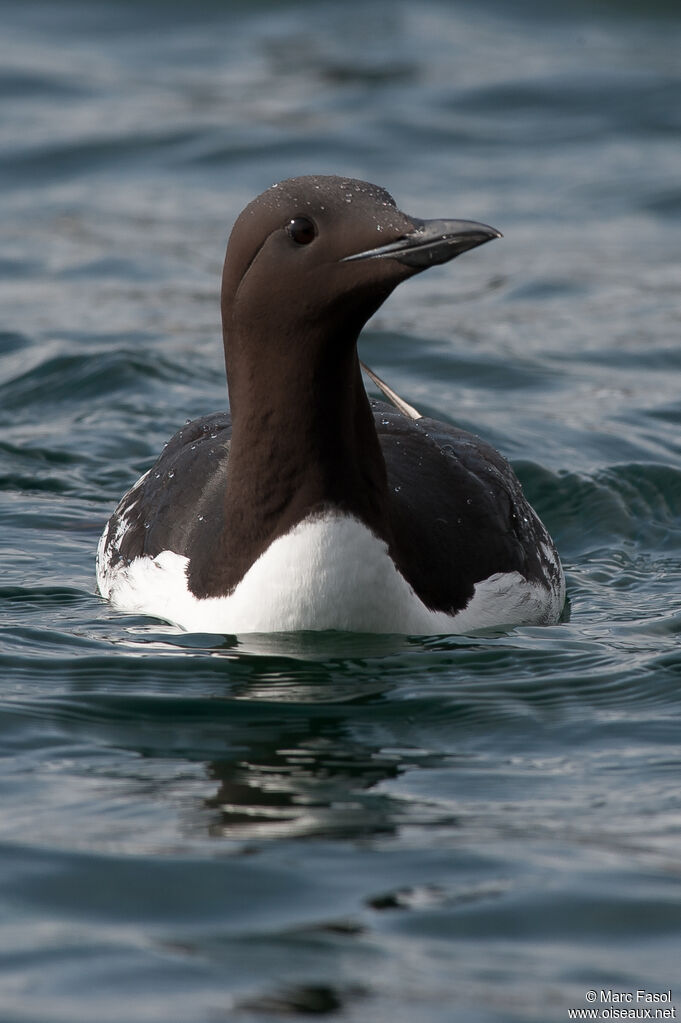 Guillemot de Troïladulte, identification, nage