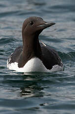 Guillemot de Troïl