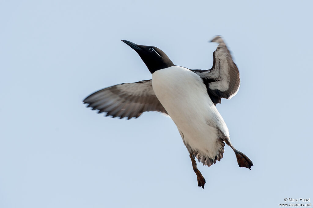 Guillemot de Troïladulte, Vol