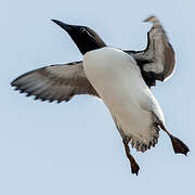 Guillemot de Troïl