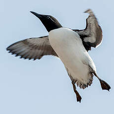 Guillemot de Troïl