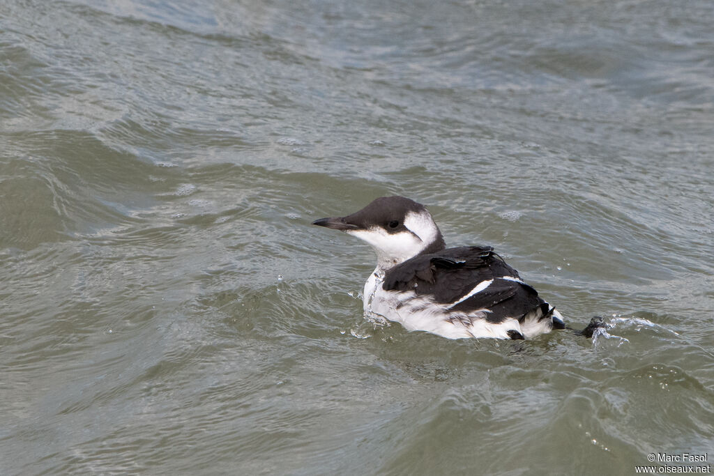 Guillemot de Troïladulte internuptial, identification, nage