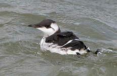 Guillemot de Troïl