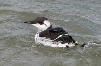 Guillemot de Troïl