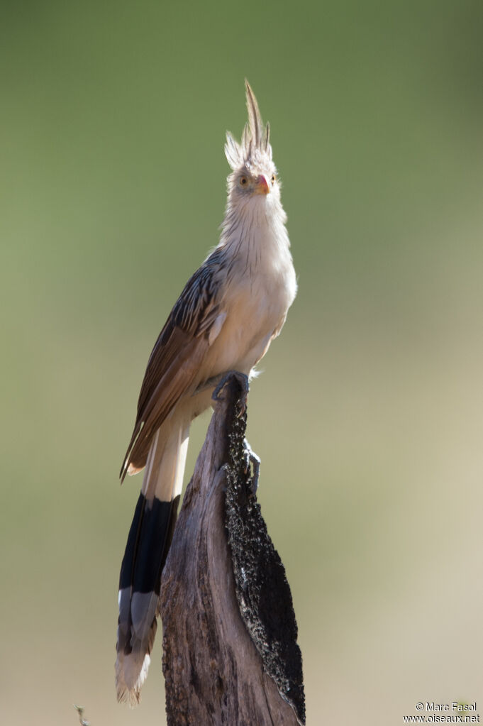 Guira cantaraadulte, identification