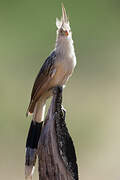 Guira Cuckoo