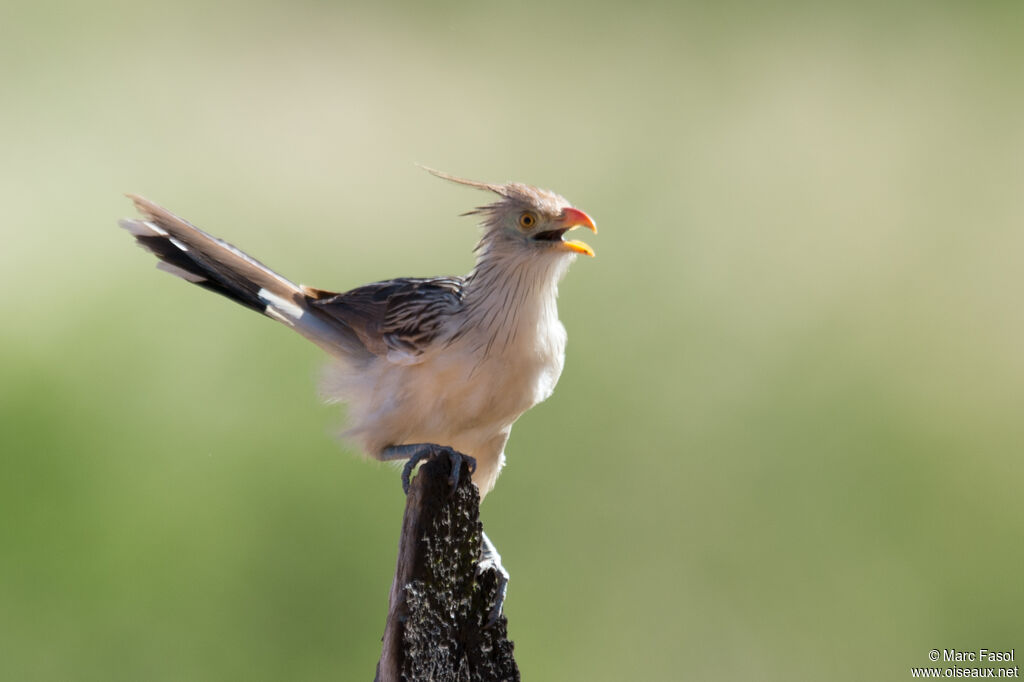 Guira Cuckooadult breeding, identification