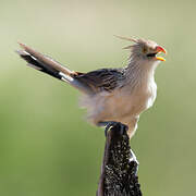 Guira Cuckoo