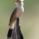 Guira cantara