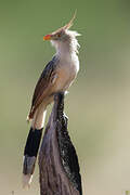 Guira Cuckoo