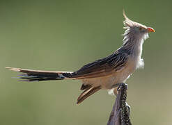 Guira Cuckoo