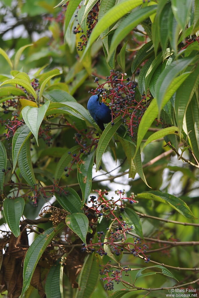 Shining Honeycreeper male adult, identification, feeding habits, Behaviour