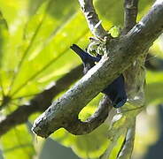 Purple Honeycreeper