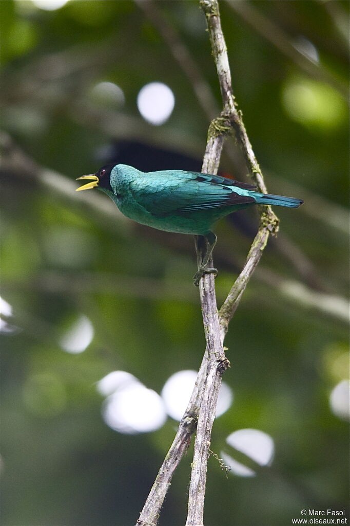 Green Honeycreeper male adult, identification, Behaviour