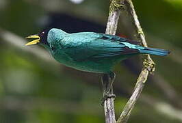 Green Honeycreeper