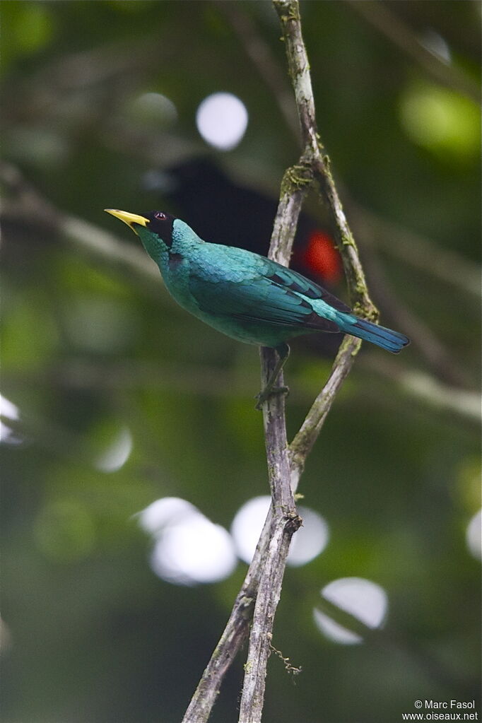 Green Honeycreeper male adult, identification