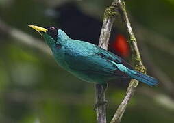 Green Honeycreeper