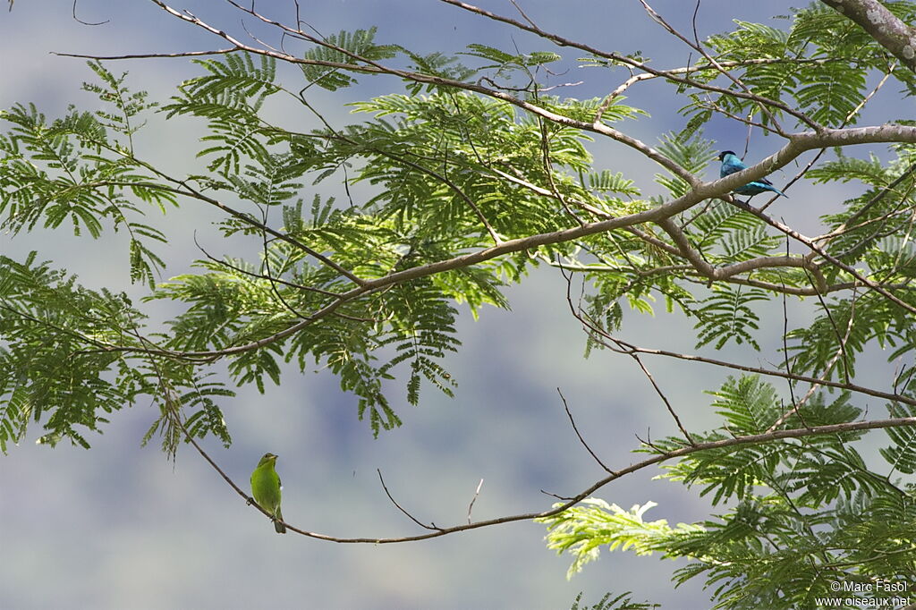 Green Honeycreeper , identification