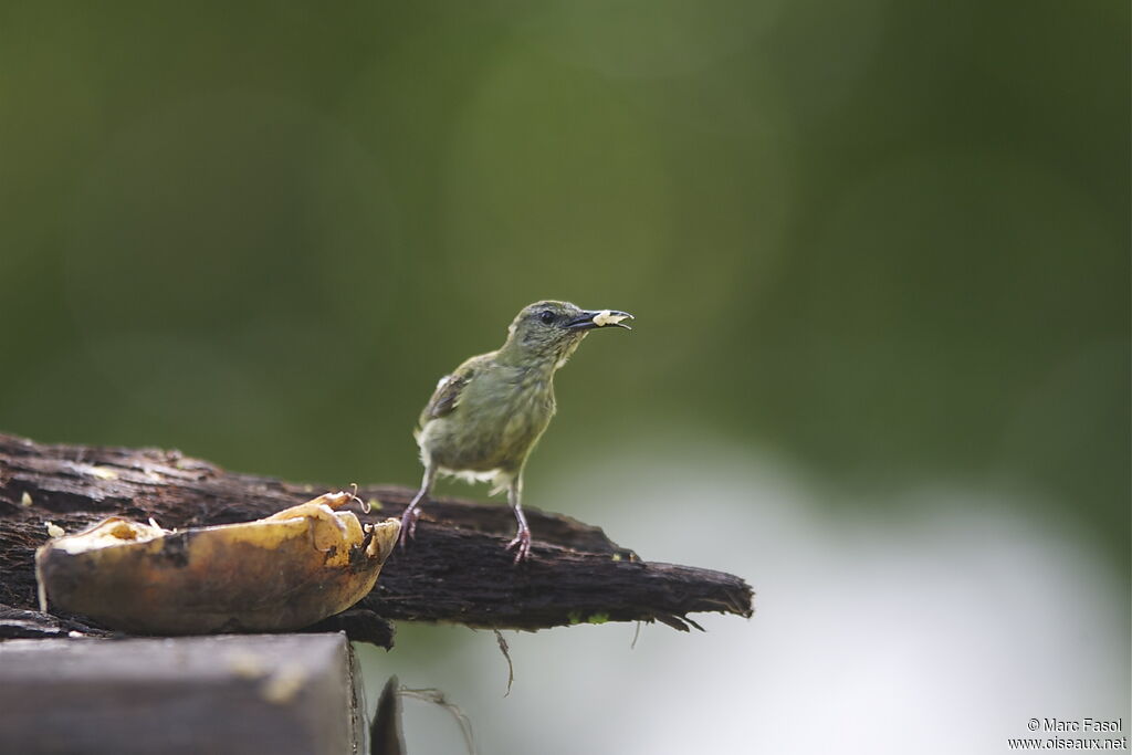 Red-legged Honeycreeper female adult, identification, feeding habits, Behaviour