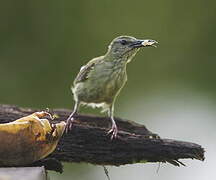 Red-legged Honeycreeper