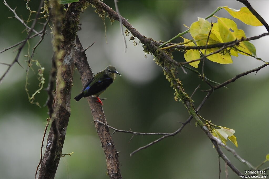 Red-legged Honeycreeper male immature, identification