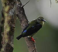 Red-legged Honeycreeper