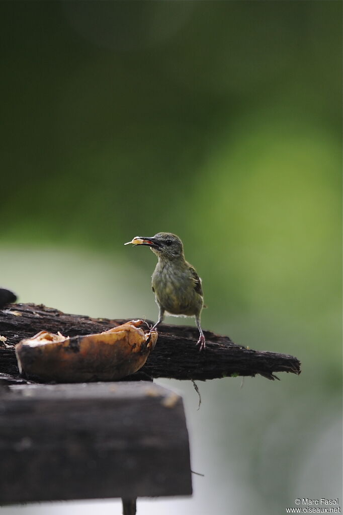 Red-legged Honeycreeper female, identification, feeding habits, Behaviour