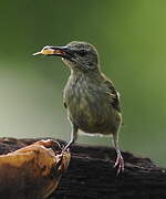 Red-legged Honeycreeper