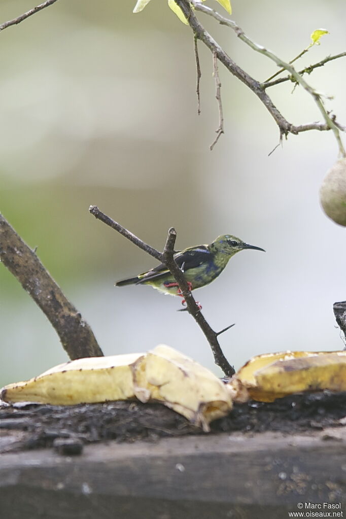 Red-legged Honeycreeper, identification, feeding habits, Behaviour