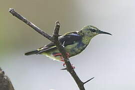 Red-legged Honeycreeper