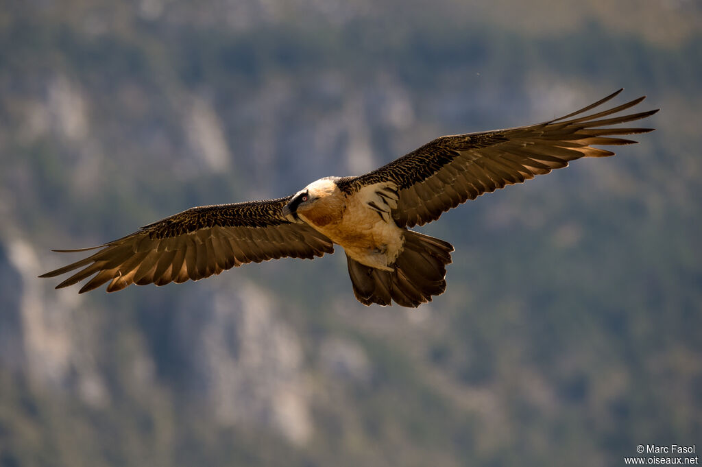 Bearded Vultureadult, Flight