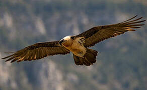 Bearded Vulture