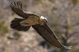 Bearded Vulture