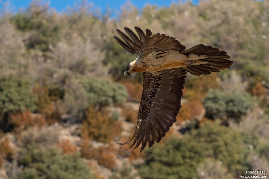 Bearded Vultureadult, Flight