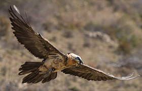 Bearded Vulture