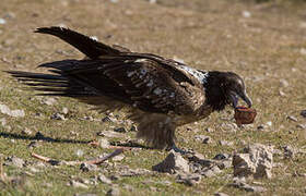 Bearded Vulture