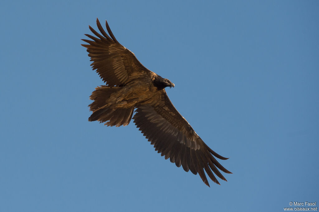 Bearded VultureSecond year, Flight