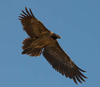 Bearded Vulture