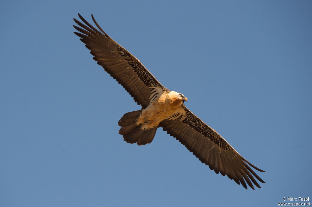 Bearded Vultureadult, Flight