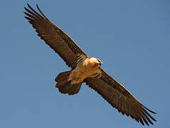 Bearded Vulture