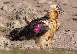 Bearded Vulture