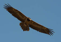 Bearded Vulture