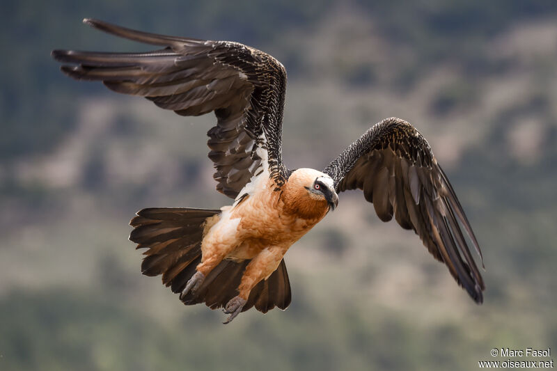 Bearded Vultureadult breeding, Flight