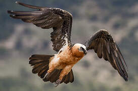 Bearded Vulture