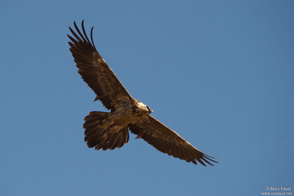 Bearded VultureThird  year, Flight