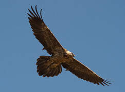 Bearded Vulture