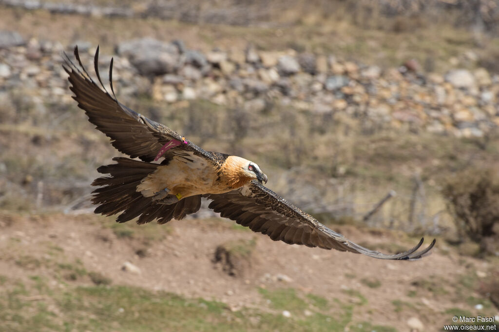 Bearded Vultureadult, Flight