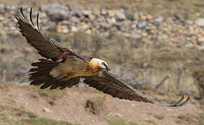 Bearded Vulture