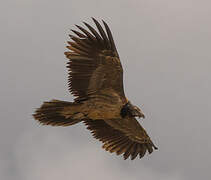 Bearded Vulture